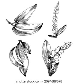Sage vector isolated plant with leaves. Herbal engraved style illustration. Detailed organic product sketch.The best for design logo, menu, label, icon, stamp.