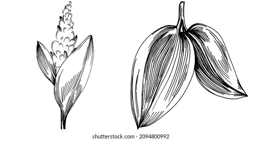Vector de salvia planta aislada con hojas. Ilustración de estilo con grabado de hierbas. Esbozo detallado del producto orgánico.El mejor para el diseño logotipo, menú, etiqueta, icono, sello.
