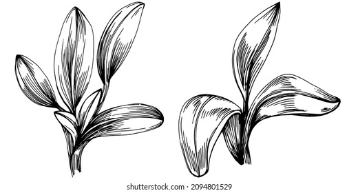 Sage vector isolated plant with leaves. Herbal engraved style illustration. Detailed organic product sketch.The best for design logo, menu, label, icon, stamp.