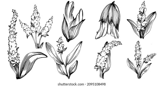 Sage vector isolated plant with leaves. Herbal engraved style illustration. Detailed organic product sketch.The best for design logo, menu, label, icon, stamp.