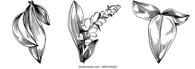 Sage vector isolated plant with leaves. Herbal engraved style illustration. Detailed organic product sketch.The best for design logo, menu, label, icon, stamp.