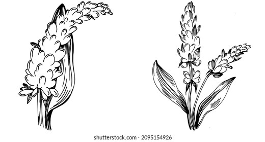 Sage vector isolated plant with leaves. Herbal engraved style illustration. Detailed organic product sketch.The best for design logo, menu, label, icon, stamp.