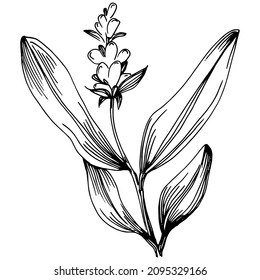 Sage vector isolated plant with leaves. Herbal engraved style illustration. Detailed organic product sketch.The best for design logo, menu, label, icon, stamp.