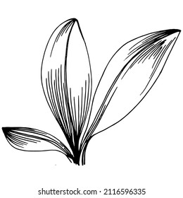 Sage vector isolated plant with leaves. Herbal engraved style illustration. Detailed organic product sketch.The best for design logo, menu, label, icon, stamp.