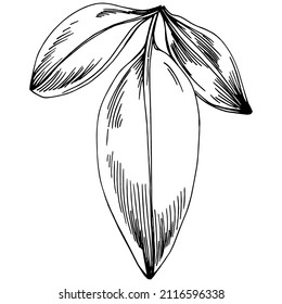 Sage vector isolated plant with leaves. Herbal engraved style illustration. Detailed organic product sketch.The best for design logo, menu, label, icon, stamp.
