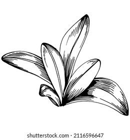 Sage vector isolated plant with leaves. Herbal engraved style illustration. Detailed organic product sketch.The best for design logo, menu, label, icon, stamp.
