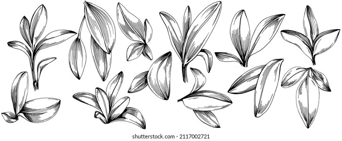 Sage vector isolated plant with leaves. Herbal engraved style illustration. Detailed organic product sketch.The best for design logo, menu, label, icon, stamp.