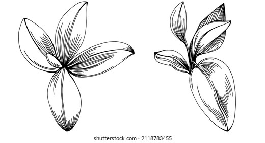 Sage vector isolated plant with leaves. Herbal engraved style illustration. Detailed organic product sketch.The best for design logo, menu, label, icon, stamp.