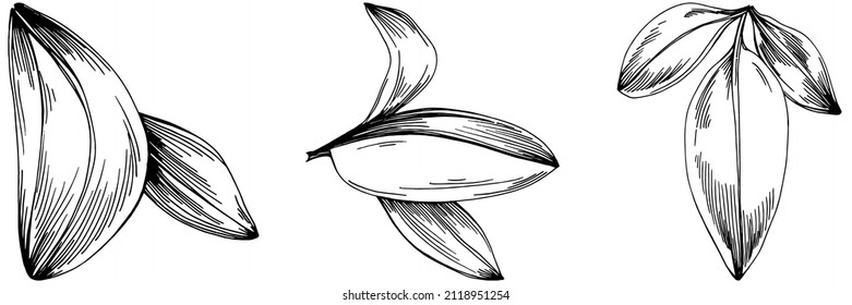 Sage vector isolated plant with leaves. Herbal engraved style illustration. Detailed organic product sketch.The best for design logo, menu, label, icon, stamp.