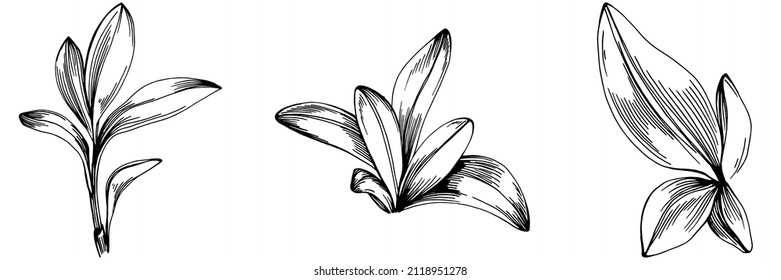 Sage vector isolated plant with leaves. Herbal engraved style illustration. Detailed organic product sketch.The best for design logo, menu, label, icon, stamp.