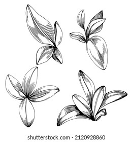 Sage vector isolated plant with leaves. Herbal engraved style illustration. Detailed organic product sketch.The best for design logo, menu, label, icon, stamp.