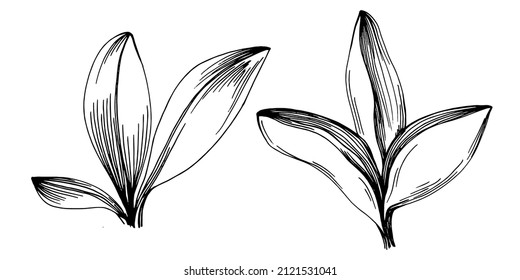 Vector de salvia planta aislada con hojas. Ilustración de estilo con grabado de hierbas. Esbozo detallado del producto orgánico.El mejor para el diseño logotipo, menú, etiqueta, icono, sello.