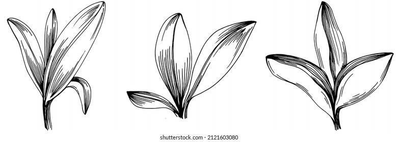 Sage vector isolated plant with leaves. Herbal engraved style illustration. Detailed organic product sketch.The best for design logo, menu, label, icon, stamp.