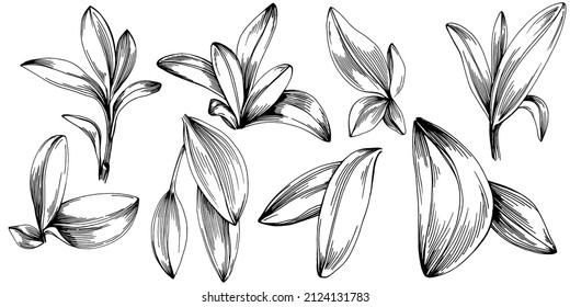 Sage vector isolated plant with leaves. Herbal engraved style illustration. Detailed organic product sketch.The best for design logo, menu, label, icon, stamp.