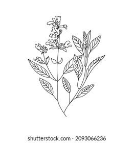 sage vector line drawing. Field herbs and flowers.  Broad-leaved sage sketch.