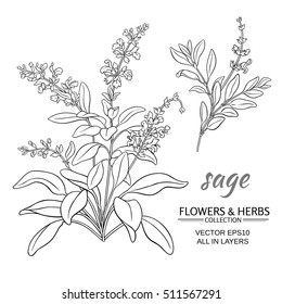 Sage  Vector Set On White Background