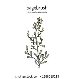 Sagebrush (Artemisia Tridentata), The Official State Shrub Of Wyoming