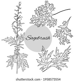 Sagebrush illustrations set, hand drawn vector illustration of sagebrush plant, herbal plants, sagebrush leaves, branch