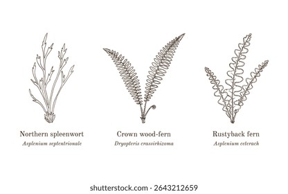 sage-leaf, mullein, phlomoides, tuberosa, medicinal, edible, plant, hand, drawn, botanical, vector, illustration, phlomis, family, lamiaceae, perennial, cooked, root, folk, restorative, medicine, diar