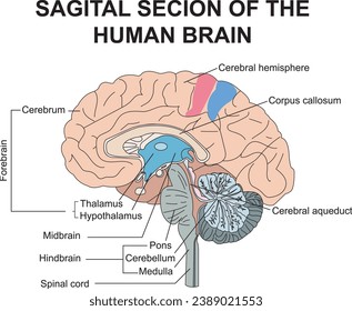Sagital section of the human brain, cerebral hemisphere, corpus callosum, cerebral aqueduct, pons, cerebellum, medulla, spinal cord, hindbain, midbrain, forebrain svg