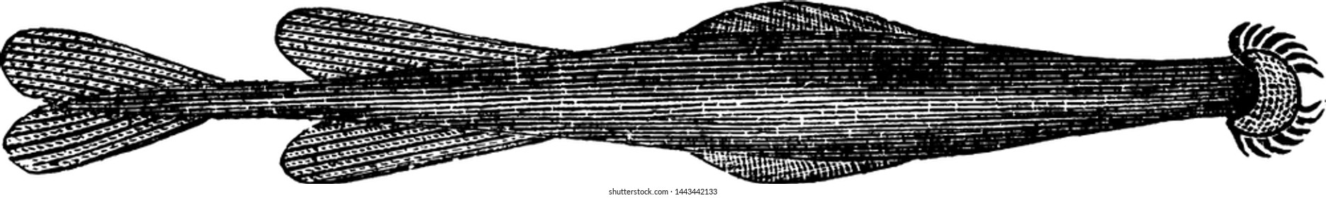 Sagitta, vintage engraved illustration drawing