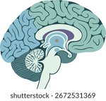 Sagittal Brain Section Anatomy Illustration – Human Brain Cross Section Diagram for Medical and Educational Use