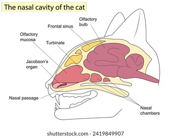 Sagittal section of a cat head. Anatomy of cats. For Basic Medical Education Also, veterinary medicine.