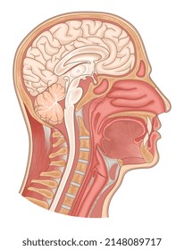 Sagittal section of human head and neck vector medical illustration. 