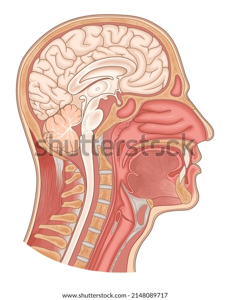 Sagittal section of human head and neck vector medical\
illustration. 