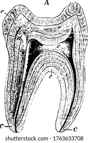 Sagittal section of human tooth showing all layers along with two roots of tooth, vintage line drawing or engraving illustration.