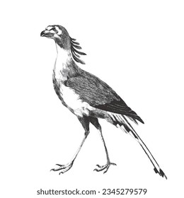 Sagittarius serpentarius, or secretary bird. Doodle sketch. Vintage vector illustration.