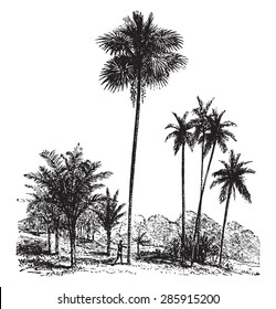 Sago, Ordinary palm tree, Areca catechu, vintage engraved illustration. La Vie dans la nature, 1890.
