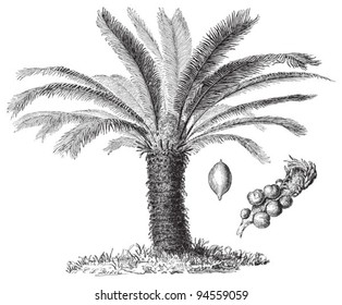 Sago palm (Cycas revoluta) / vintage illustration from Meyers Konversations-Lexikon 1897
