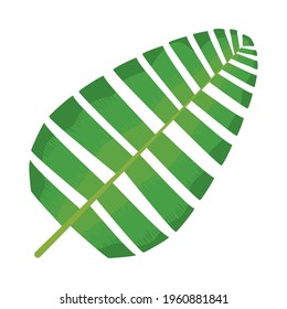 sago palm leaf on white background