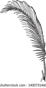 Sago Palm  leaves are a deep semi-glossy green and about 50150 cm (2059 in) long, the crowded, stiff, narrow leaflets are 818 cm (3.17.1 in) long and have strongly recurved or revolute edges, vintage