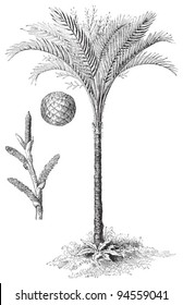 Sago palm (Metroxylon Rumphii) / vintage illustration from Meyers Konversations-Lexikon 1897