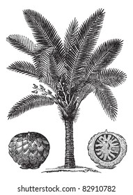 Sago Palm ou Metroxylon sagu, gravação vintage. Ilustração gravada antiga de Sago Palm. Enciclopédia Trousset (1886 - 1891).