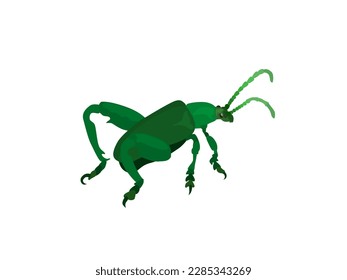 Sagra Femorata on a white background.