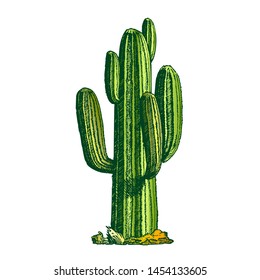 Saguaro Arborescent Tree-like Cactus Ink Vector. Cactus Specie In Monotypic Genus Carnegiea Concept. Family Cactaceae Hand Drawn In Retro Style Template Color Illustration