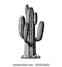 Saguaro Arborescent Tree-like Cactus Ink Vector. Cactus Specie In Monotypic Genus Carnegiea Concept. Family Cactaceae Hand Drawn In Retro Style Template Black And White Illustration