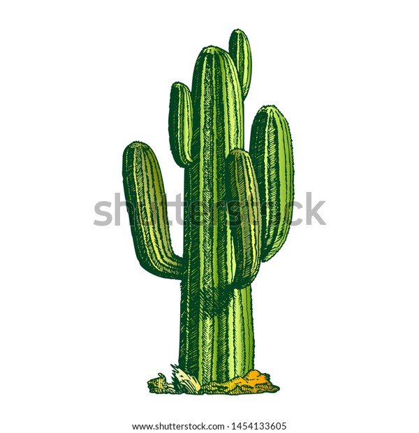 Saguaro Arborescent Tree-like\
Cactus Ink Vector. Cactus Specie In Monotypic Genus Carnegiea\
Concept. Family Cactaceae Hand Drawn In Retro Style Template Color\
Illustration