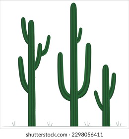 Cactus de Saguaro viviendo en el desierto de Sonoran en Arizona, un clima cálido y árido. Saguaro Cactus, el cactus más grande del mundo, el saguaro sobreviviendo con menos de nueve pulgadas de lluvia cada año.