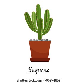 Saguaro cactus in pot isolated on the white background, vector illustration