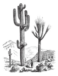 Saguaro Or Carnegiea Gigantea, Vintage Engraving. Old Engraved Illustration Of A Saguaro. Trousset Encyclopedia