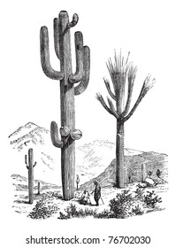 Saguaro or Carnegiea gigantea, vintage engraving. Old engraved illustration of a Saguaro. Trousset Encyclopedia