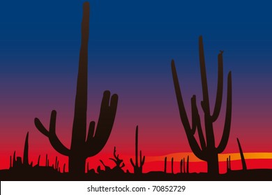 saguaro in the plains at sunset