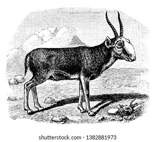 Saiga Antelope es un antílope en peligro de extinción que originalmente habitaba una vasta área de la línea euroasiática, vintage de dibujo o grabado.