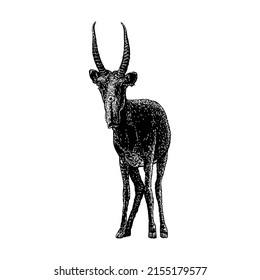 Saiga-handgezeichnete Vektorgrafik einzeln auf weißem Hintergrund