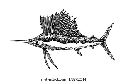 sailfish, marlin with large fin, commercial marine fish, delicious seafood, engraving, sketch, vector illustration with black ink lines isolated on a white background in a hand drawn style