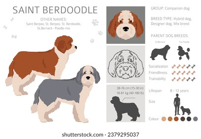 Saint Berdoodle clipart. Saint Bernard Poodle mix. Different coat colors set.  Vector illustration